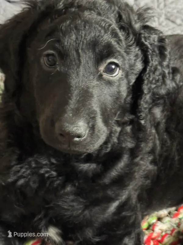 Sheba – Labradoodle puppy for sale in Port Huron, MI