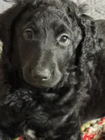 Sheba, a female Labradoodle for sale in Port Huron, MI – 1 of 7