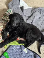 Sheba, a female Labradoodle for sale in Port Huron, MI – 2 of 7