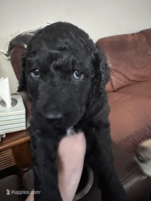 Pugsly – Labradoodle puppy for sale in Port Huron, MI