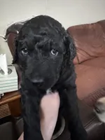 Pugsly, a female Labradoodle for sale in Port Huron, MI – Photo 1 of 3