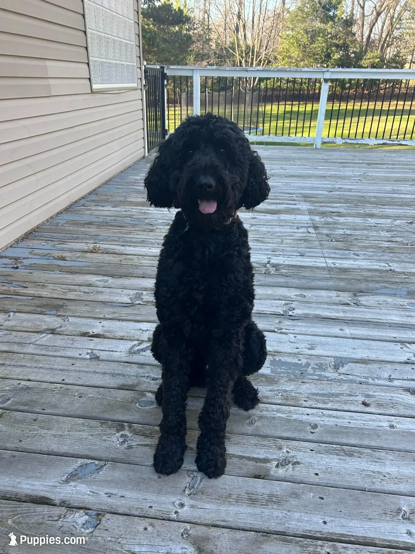 Pugsly, a female Labradoodle for sale in Port Huron, MI – Photo 4 of 5