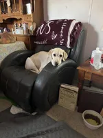 Pugsly, a female Labradoodle for sale in Port Huron, MI – Photo 3 of 3