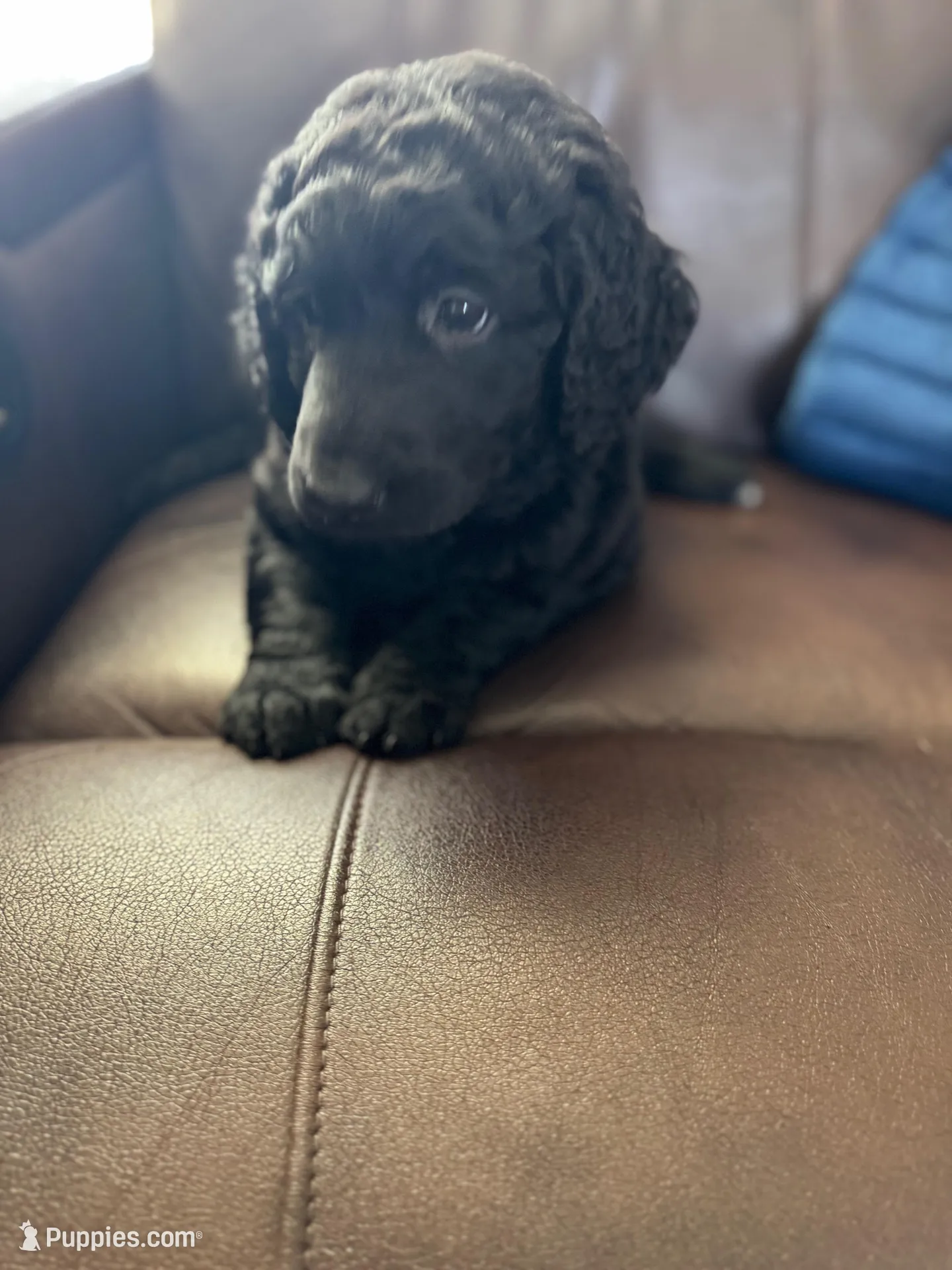 Pugsly, a female Labradoodle for sale in Port Huron, MI – Photo 3 of 5