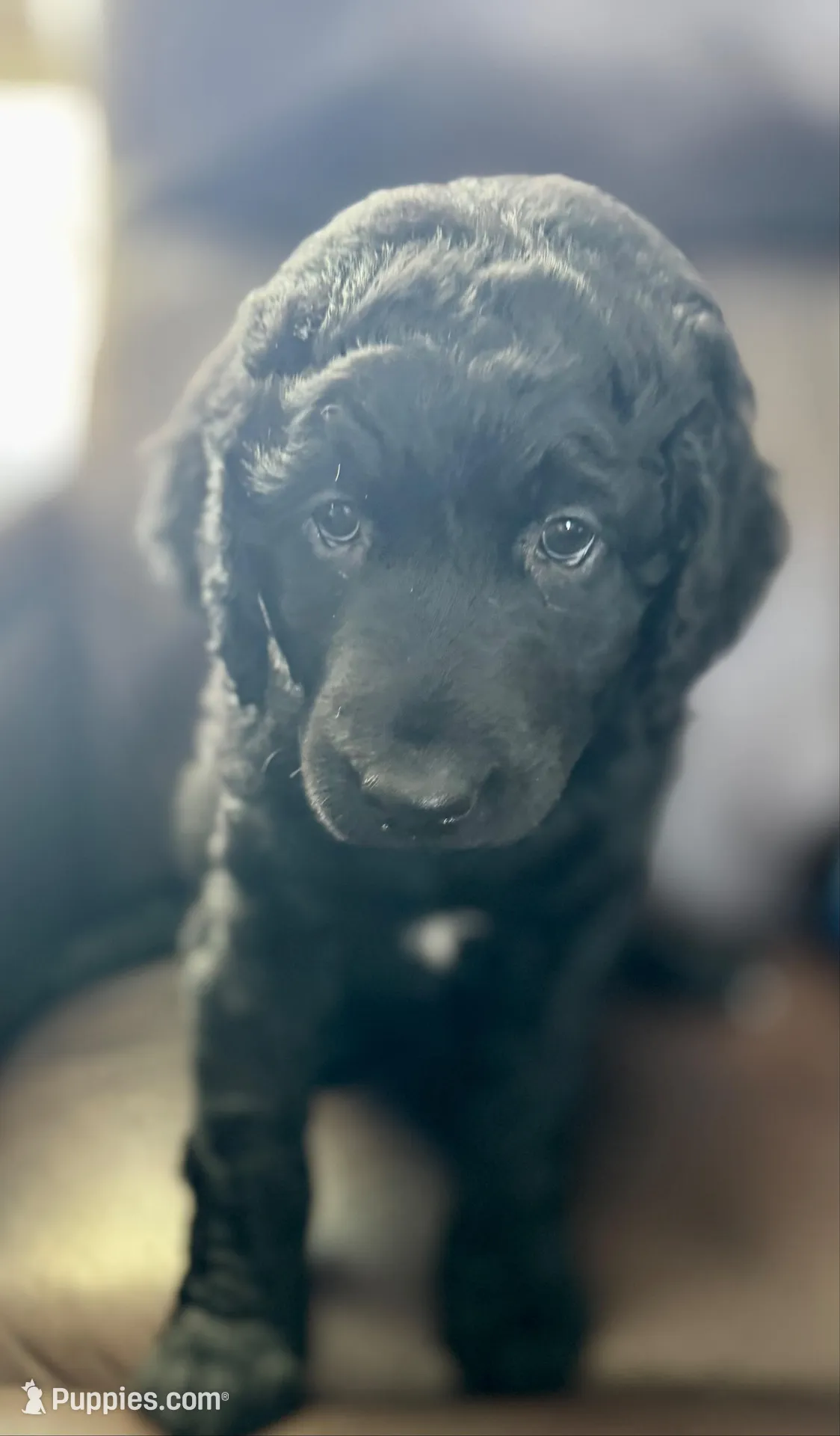 Pugsly, a female Labradoodle for sale in Port Huron, MI – Photo 2 of 5