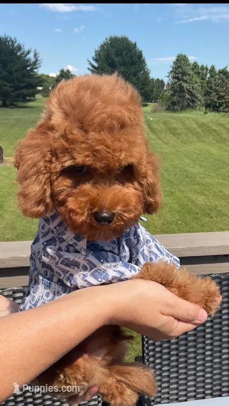 Coco – Poodle - Toy  puppy for sale in Brooklyn, NY