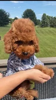 Coco, a male Poodle - Toy  for sale in Brooklyn, NY – 1 of 3