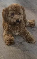 Coco, a male Poodle - Toy  for sale in Brooklyn, NY – 2 of 3