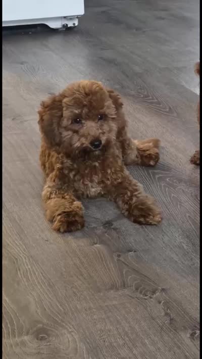 Coco, a male Poodle - Toy  for sale in Brooklyn, NY – 3 of 3