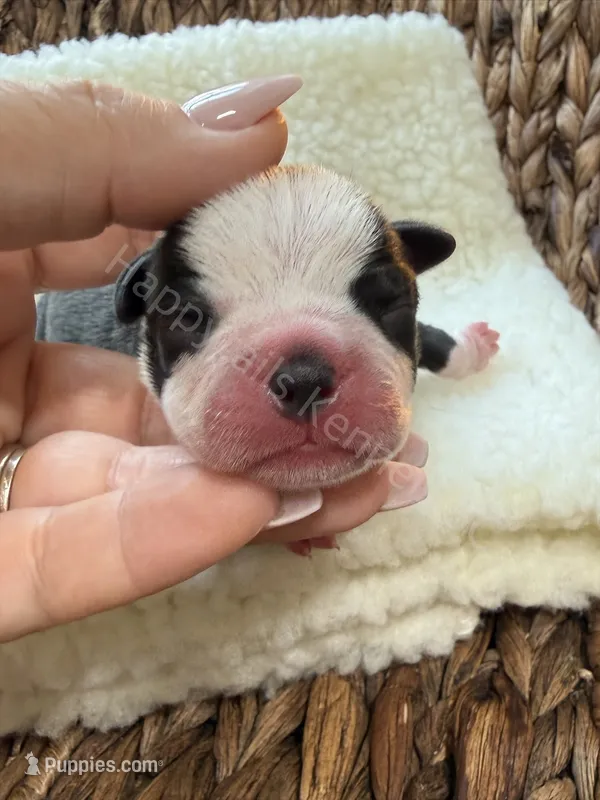 Boy red – Boston Terrier puppy for sale in Boiling Springs, SC