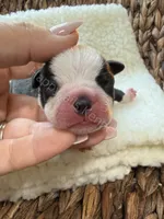 Boy red, a male Boston Terrier for sale in Boiling Springs, SC – 1 of 1