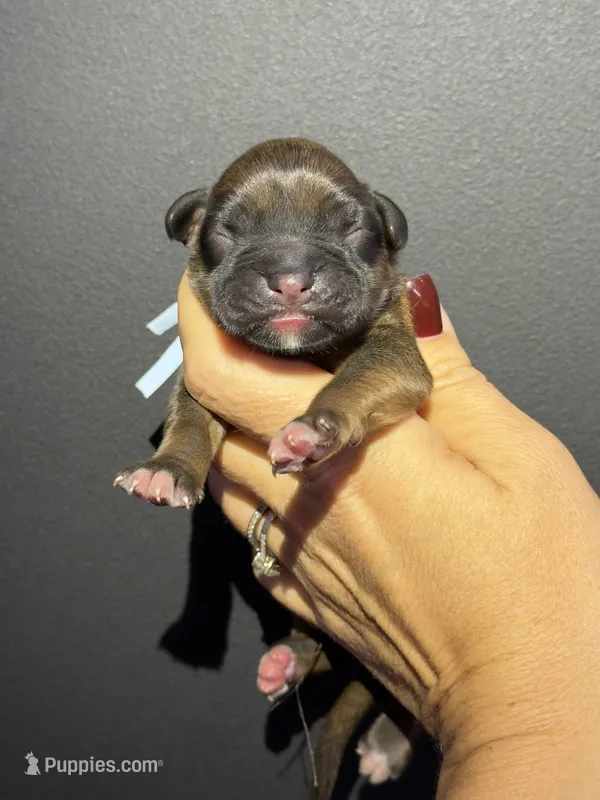 Elsa Boxer  – Boxer puppy for sale in Boiling Springs, SC