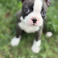 Boston terrier, a  Boston Terrier for sale in Boiling Springs, SC – Photo 1 of 2