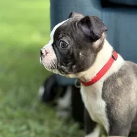Boston terrier, a  Boston Terrier for sale in Boiling Springs, SC – Photo 2 of 2