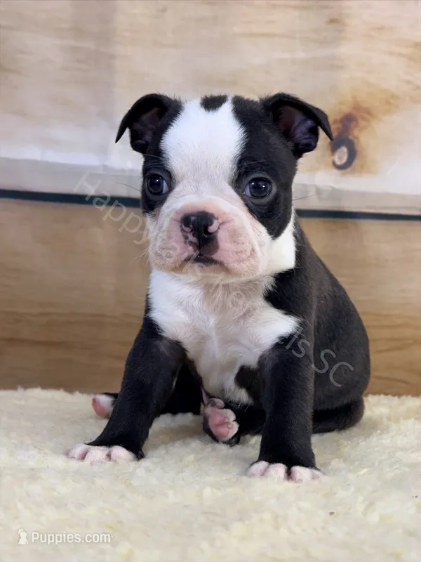 YELLOW MALE AKC HEALTH TESTED PARENTS – Boston Terrier puppy for sale in Boiling Springs, SC