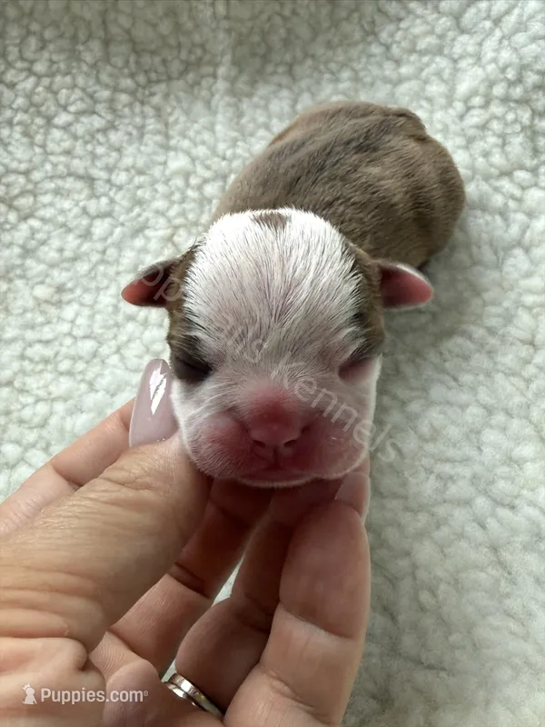 Boston terrier – Boston Terrier puppy for sale in Boiling Springs, SC