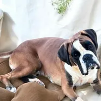 Boxer, a  Boxer for sale in Boiling Springs, SC – Photo 3 of 3