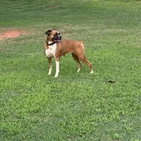 Boxer, a  Boxer for sale in Boiling Springs, SC – Photo 2 of 3