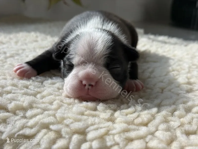 PURPLE GIRL AKC HEALTH TESTED PARENTS – Boston Terrier puppy for sale in Boiling Springs, SC