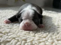 PURPLE GIRL AKC HEALTH TESTED PARENTS, a female Boston Terrier for sale in Boiling Springs, SC – 1 of 1