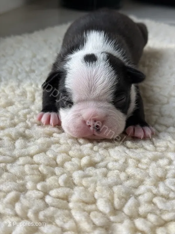 YELLOW MALE AKC HEALTH TESTED PARENTS – Boston Terrier puppy for sale in Boiling Springs, SC