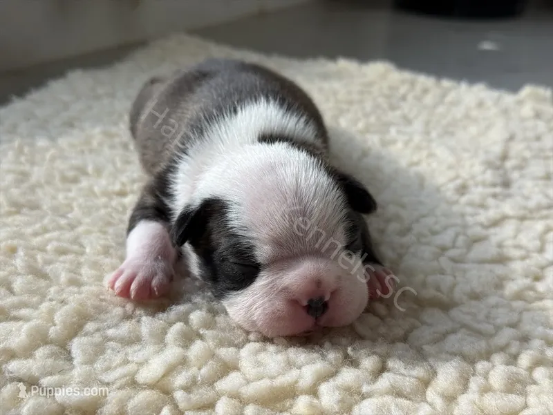 BLUE MALE AKC HEALTH TESTED PARENTS – Boston Terrier puppy for sale in Boiling Springs, SC