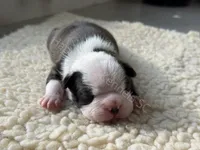 BLUE MALE AKC HEALTH TESTED PARENTS, a male Boston Terrier for sale in Boiling Springs, SC – 1 of 1