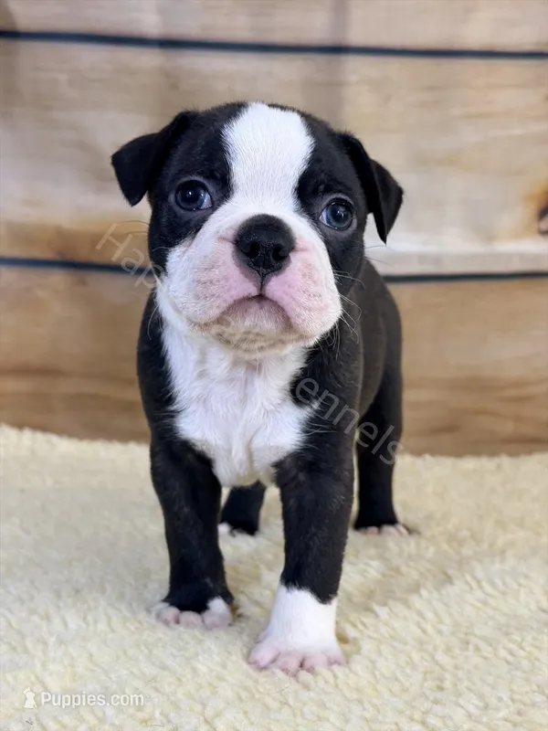 RED MALE AKC HEALTH TESTED PARENTS – Boston Terrier puppy for sale in Boiling Springs, SC