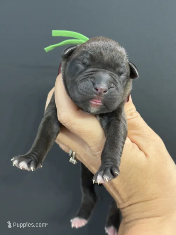 Green Male Boxer – Boxer puppy for sale in Boiling Springs, SC