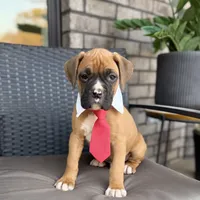 Boxer, a  Boxer for sale in Boiling Springs, SC – Photo 1 of 3