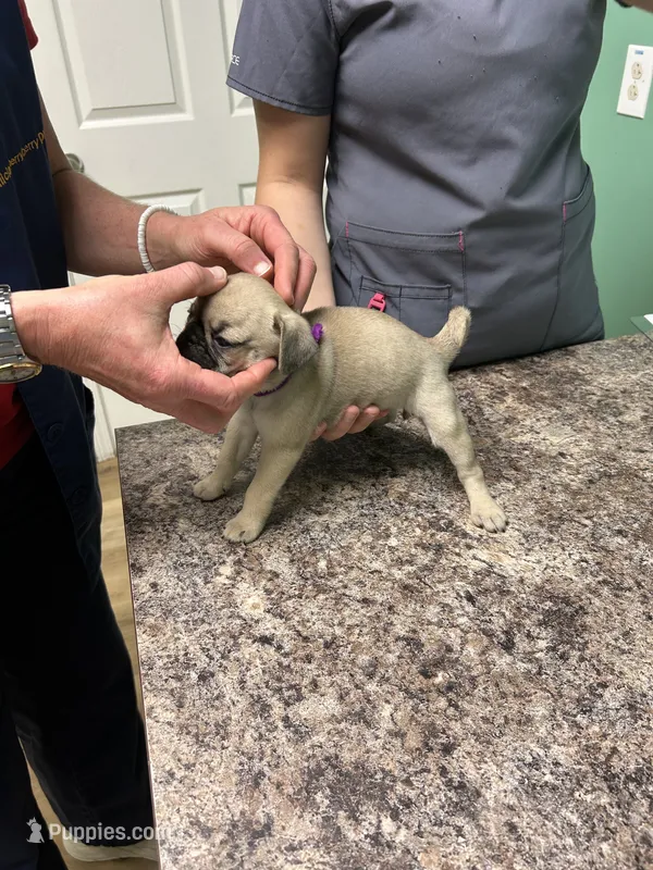Purple Band Girl – Pug puppy for sale in Dixon Springs, TN