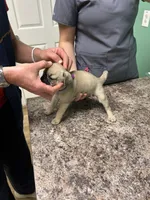 Purple Band Girl Lowered price! , a female Pug for sale in Dixon Springs, TN – 1 of 4