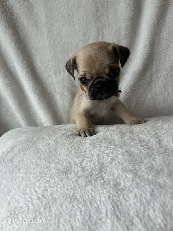 Orange Band Boy – Pug puppy for sale in Dixon Springs, TN