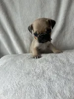 Orange Band Boy REDUCED!! , a male Pug for sale in Dixon Springs, TN – 2 of 5