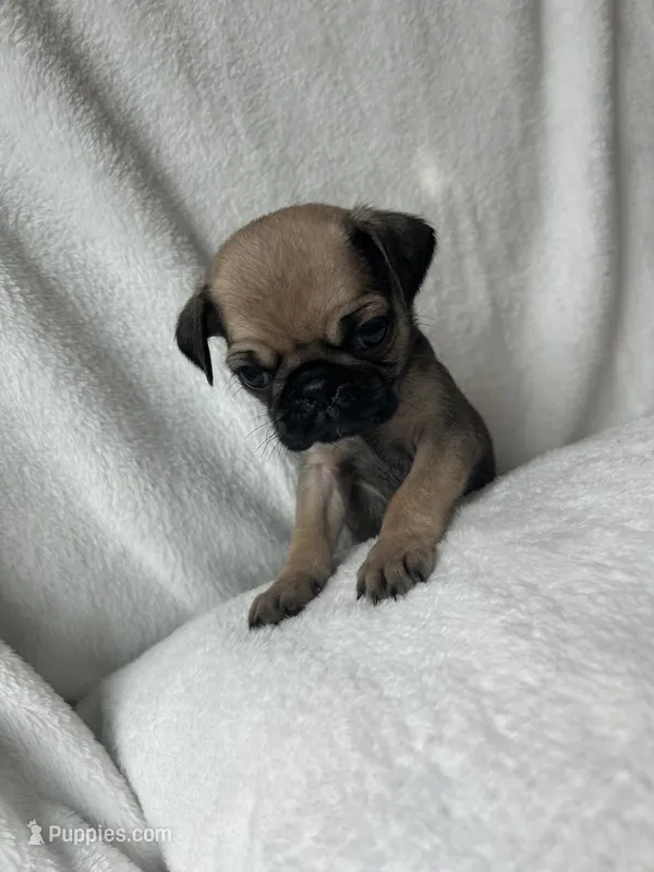 Gray Band Girl  – Pug puppy for sale in Dixon Springs, TN