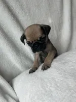 Gray Band Girl REDUCED! , a female Pug for sale in Dixon Springs, TN – 2 of 5
