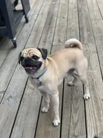 Yellow band girl Ready & Reduced! , a female Pug for sale in Dixon Springs, TN – 6 of 8