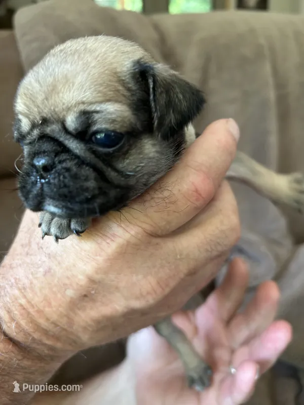 Gray Band Girl  – Pug puppy for sale in Dixon Springs, TN