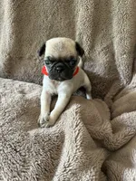 Red Band Girl, a female Pug for sale in Dixon Springs, TN – 2 of 3