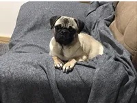 Red band girl , a female Pug for sale in Dixon Springs, TN – 4 of 5