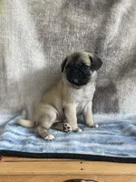 REDUCED & READY Teals LOVELY Red Band Girl , a female Pug for sale in Dixon Springs, TN – Photo 3 of 6