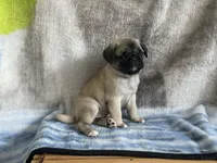 REDUCED & READY Teals LOVELY Red Band Girl , a female Pug for sale in Dixon Springs, TN – Photo 2 of 6