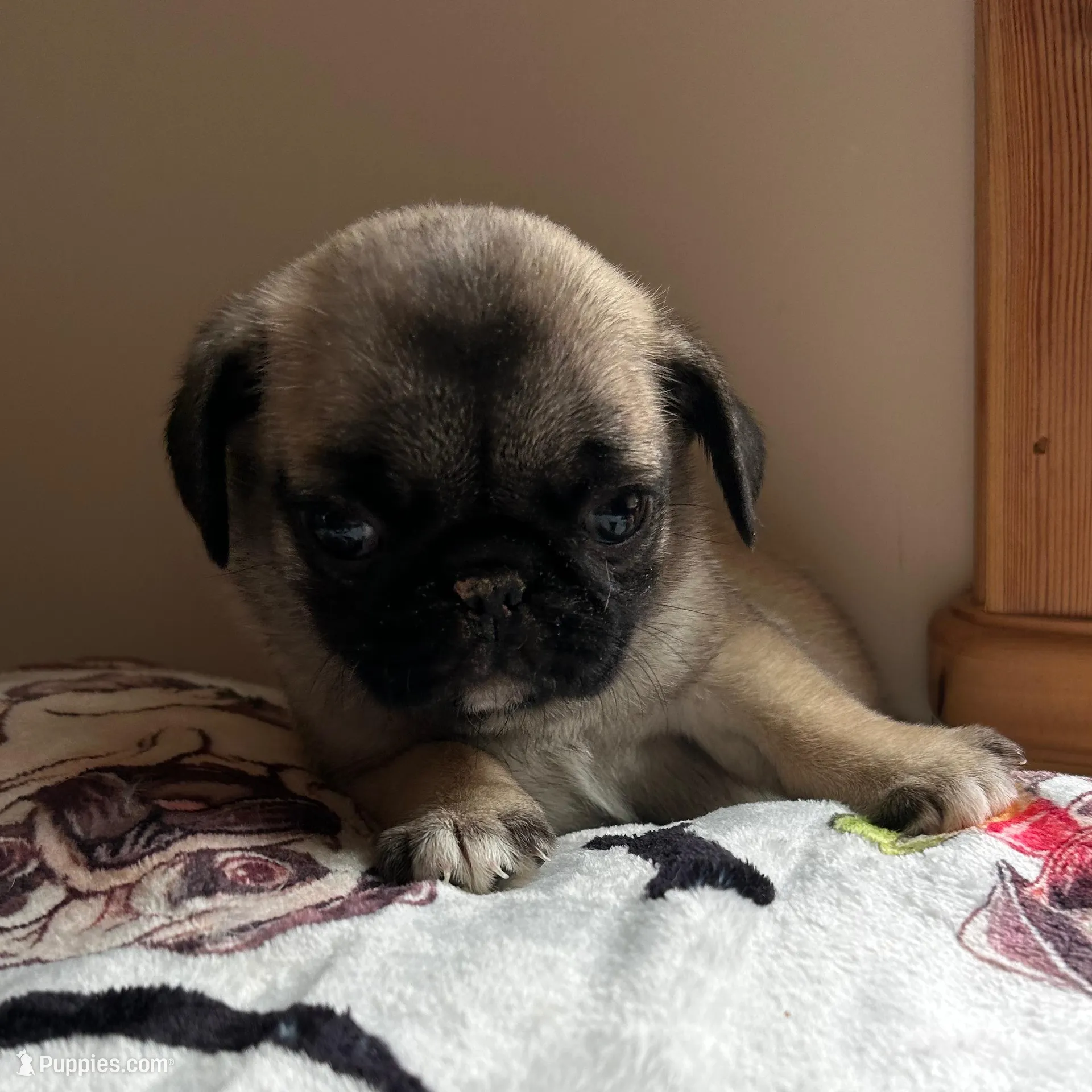 Teals Red Band Girl , a female Pug for sale in Dixon Springs, TN – Photo 2 of 3