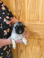 Teals Red Band Girl , a female Pug for sale in Dixon Springs, TN – Photo 1 of 3