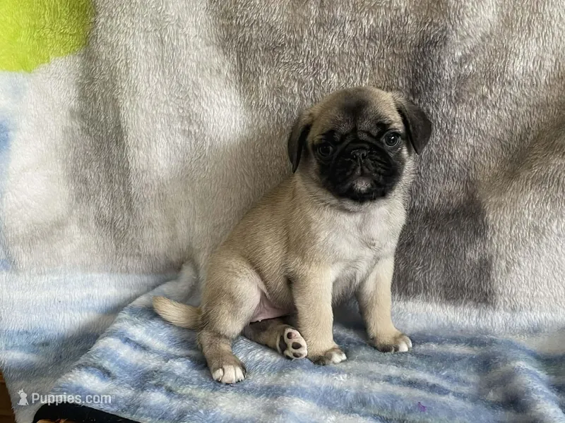 REDUCED & READY Teals LOVELY Red Band Girl 