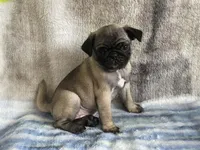 Teals Sassy yellow band girl REDUCED & READY! , a female Pug for sale in Dixon Springs, TN – Photo 2 of 8