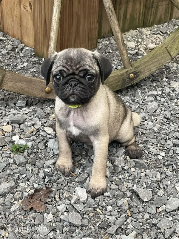 Yellow band girl REDUCED & READY! 