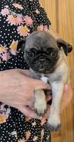 Teals yellow band girl , a female Pug for sale in Dixon Springs, TN – Photo 1 of 5