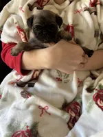 Teals yellow band girl , a female Pug for sale in Dixon Springs, TN – Photo 5 of 5