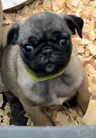 Yellow band girl REDUCED & READY! , a female Pug for sale in Dixon Springs, TN – Photo 1 of 9